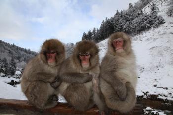 Japanese Macaque monkeys huddle together in snow near the hot spring at the Jigokudani (Hell's Valley) Monkey Park on Jan. 30, 2010 in Yamanouchi, Japan. (Koichi Kamoshida/Getty Images) Japanese Macaque monkeys huddle together in snow near the hot spring at the Jigokudani (Hell's Valley) Monkey Park on Jan. 30, 2010 in Yamanouchi, Japan. (Koichi Kamoshida/Getty Images)