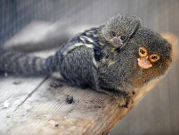 A new born marmoset monkey (Platyrrhini) is carried by his father at the Amneville zoo, eastern France, on June 4, 2010. (Jean-Christophe Verhaegen/AFP/Getty Images) A new born marmoset monkey (Platyrrhini) is carried by his father at the Amneville zoo, eastern France, on June 4, 2010. (Jean-Christophe Verhaegen/AFP/Getty Images)