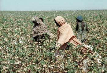 Migrant workers picking cotton in Sudan. Recent reports from human rights groups around International Migrants Day, on Dec. 18, paint a bleak picture for those seeking new lives in foreign lands.  (UN Photo/J Mohr)