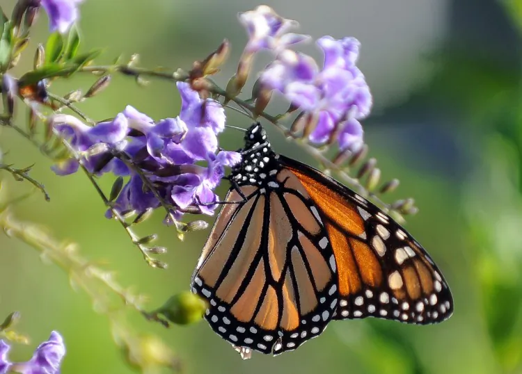 A Monarch butterfly perches on a flower. Monarchs are migrating much further north in Canada than usual this year due to an unseasonably warm winter and spring. (Gabriel Bouys/AFP/Getty Images)