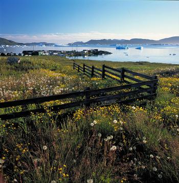 SPRING MEADOW: A fence runs through a field of flowers in Greenland. In the distance can be seen a small town along the shore. (Karsten Bidstrup/Greenland Tourism) SPRING MEADOW: A fence runs through a field of flowers in Greenland. In the distance can be seen a small town along the shore. (Karsten Bidstrup/Greenland Tourism)