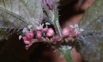 Pink-Flowered Plants Thriving in Gloomy Chinese Caves