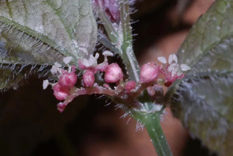 Flowers of the cave-dwelling nettle Pilea cavernicola. (Alex Monro)