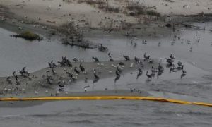 Oil Spill Brings Danger of Devastating Wetlands Loss