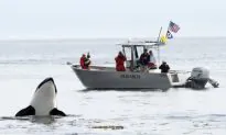 Orcas Impacted More by Salmon Supply Than Tourist Boats