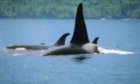 Ottawa Issues Order To Protect Besieged Orcas