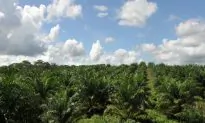 Biofuels May Emit More Greenhouse Gases Than Thought