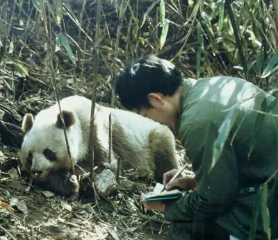 Giant Pandas’ Bamboo Threatened by Climate Change
