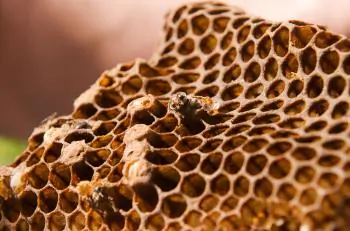 Pet Insurance Claim Award Given to Beehive-Eating Dog