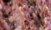 SCIENCE IN PICS: Pistol Shrimp at the Ready