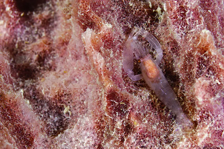 Pistol or snapping shrimp on a barrel sponge off Manokwari in West Papua, Indonesia. (Matthew Oldfield)