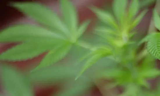Evaluating Marijuana Behind the Wheel