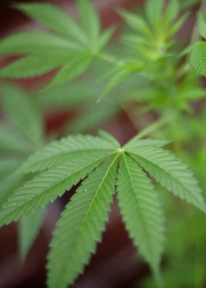 With more states allowing medicinal and even recreational cannabis use, the federal government has been encouraging safety precautions with tougher restrictions for suspected marijuana DUI. But critics say the rising threat of traffic accidents is an issue based more in politics than facts. (Leon Neal/AFP/Getty Images)