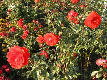 The Rose, Gentle Cosmetician—Facial Water for a Rosy Complexion
