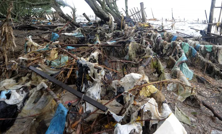 Plastic debris entangling the roots of a mangrove tree at Maua beach in 2012 in Rio de Janeiro, Brazil. The human and industrial pollution have impacted fishing in the bay. Students at a private school are arguing New York City should do its part to limit plastic bag debris. (Antonio Scorza/AFP/GettyImages)