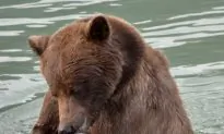 Swimming Salmon Benefit Grizzlies and Fisheries