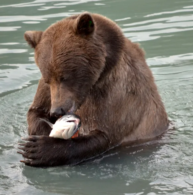 Wild salmon are valued as a sustainable seafood option for humans, but can we consider how much salmon bears and ecosystems need when setting management goals? (Jennifer Allen)