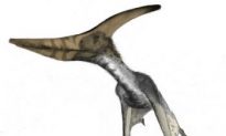 Pterosaurs: Fragile Coastal Soarers or Strong Continent Crossers?