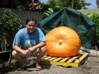 Pumpkinmania Update and Countdown