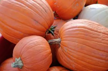 Pumpkinmania Growing Almost at an End