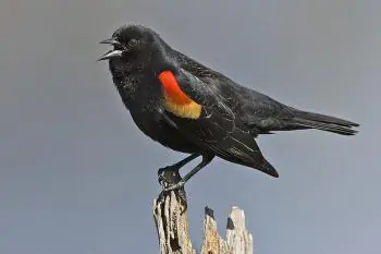 Falling Birds, Fish, and Other Enigmas