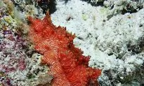 SCIENCE IN PICS: Red-Lined Sea Cucumber