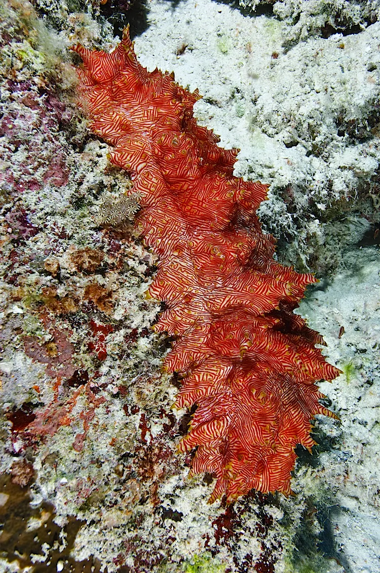 The red-lined sea cucumber, Holothuria rubrolineata. (Matthew Oldfield)