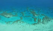 Reef Heritage Listing Under Threat