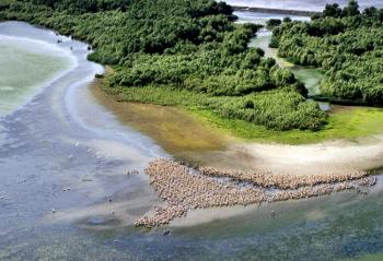Pelican colony near Partizani village in the Danube Delta. The Danube Delta Biosphere Reserve was one of the locations that received the Pomme d‘Or award this year. (Adrian Silisteanu/AFP/Getty Images)