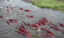 Salmon Use Magnetic Map to Find Rivers