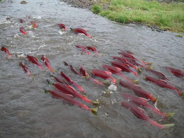 A salmon’s excellent sense of direction is affected by changes in Earth’s magnetic field. (Current Biology, Putman et al.)