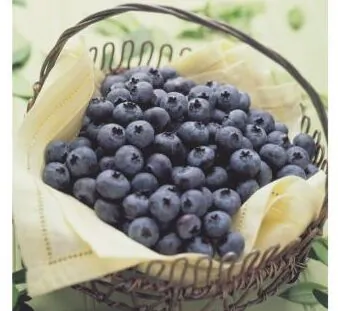 British Columbia is the largest blueberry producer in Canada and the second largest in the world after Michigan in the United States. (Courtesy of the BC Blueberry Council)