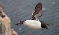 Diving Seabirds Live Hard and Die Suddenly