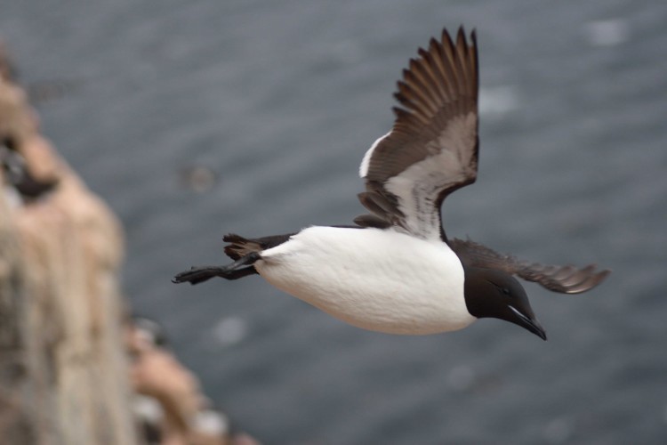 Diving Seabirds Live Hard and Die Suddenly