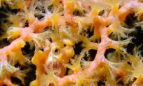 SCIENCE IN PICS: Spot the Pygmy Seahorse