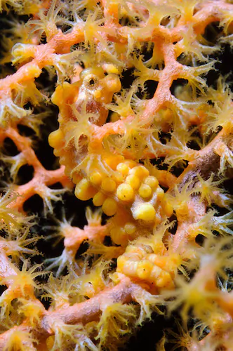 Orange variation of Hippocampus bargibanti pygmy seahorse at Seraya in Bali, Indonesia. (Matthew Oldfield)