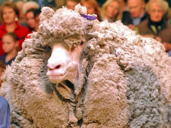Shrek, the 9 year old merino wether in 2004. After six years of growth, his fleece weighed in at a massive 27 kg. (Ross Land/Getty Images) Shrek, the 9 year old merino wether in 2004. After six years of growth, his fleece weighed in at a massive 27 kg. (Ross Land/Getty Images)