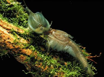 SHIELD SHRIMP: These tiny creatures can teach kids about an unusual biological phenomenon.  (Courtesy of Triops Inc.)