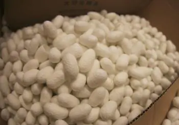 Discovery in Silk Technology Offers Solutions for Medicine and Electronics