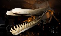Giants of the Deep: Whales Exhibit to Open in Manhattan