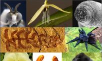 2012 Top 10 New Species List Highlights Biodiversity Crisis