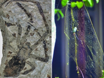 Largest spider fossil belongs to the living genus Nephila, or golden orb-weavers. (Kansas University)