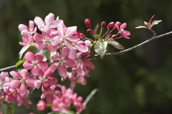 The Light of Spring