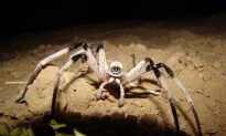 Discovery of a New Spider Raises Concern for Preservation