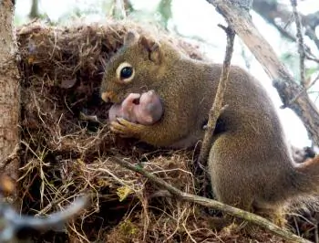 Adoption Not Limited to Social Animals