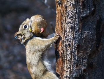 A female North American red squirrel moves a pup to a new nest. (Ryan W. Taylor)
