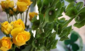 Wear Green for St. Patrick's Day and Irish Month