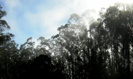 UCSF’s Mount Sutro Draft Environmental Report Causes Stir