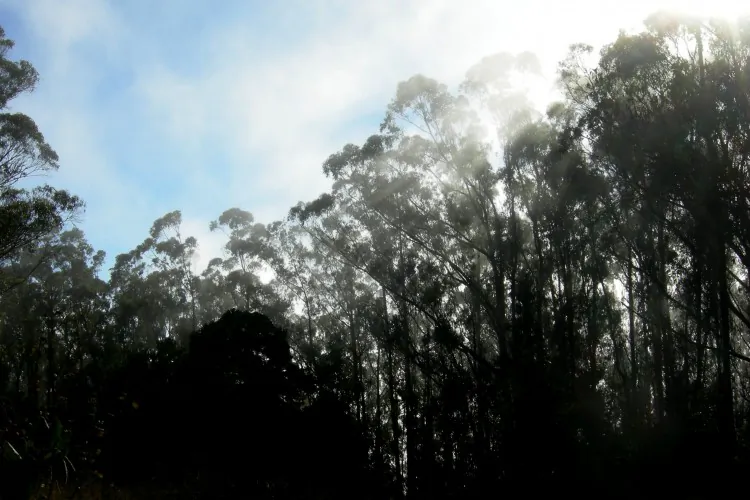 A view of Mount Sutro from Mount Davidson. (Courtesy of Lori D'Ambrosio)