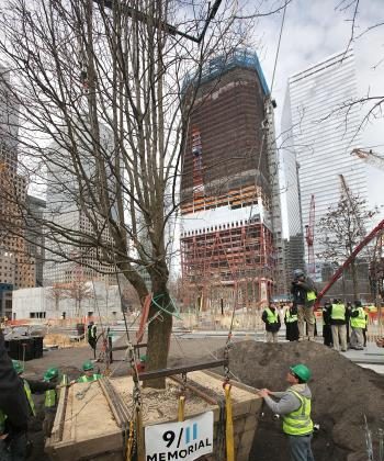 Survivor Tree Back at World Trade Center Site | The Epoch Times